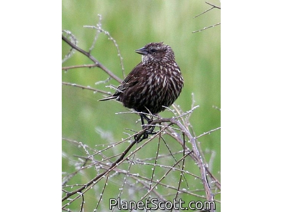 Red-winged Blackbird (Agelaius phoeniceus) Female