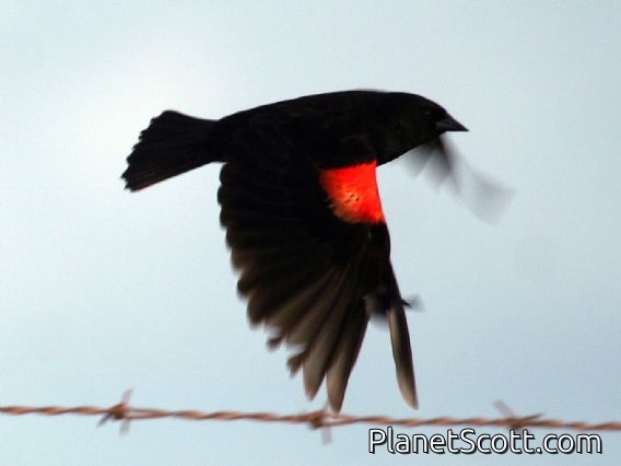 Red-winged Blackbird (Agelaius phoeniceus) Male Flying