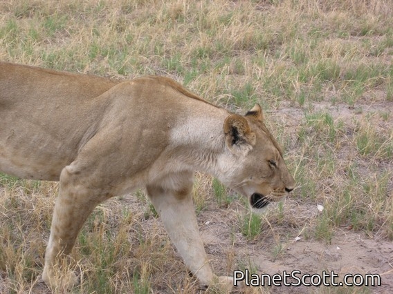 Lioness, Botswana