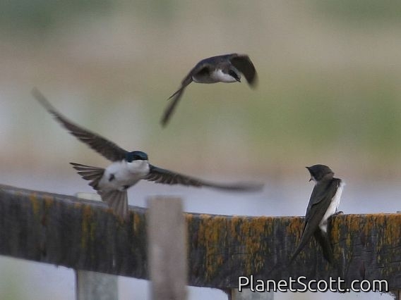 Tree Swallow (Tachycineta bicolor)