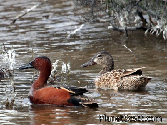 Cinnamon Teal (Spatula cyanoptera)