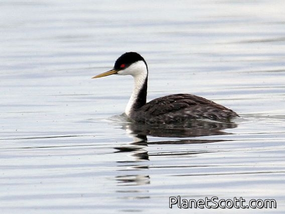 Western Grebe (Aechmophorus occidentalis)