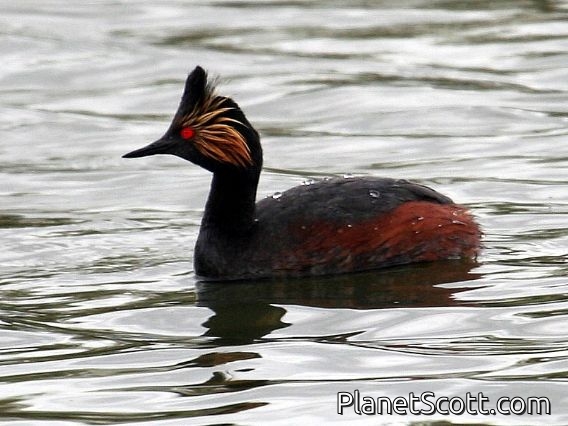 Eared Grebe (Podiceps nigricollis) Breeding