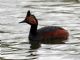Eared Grebe (Podiceps nigricollis) Breeding