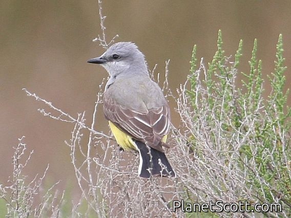 Western Kingbird (Tyrannus verticalis)
