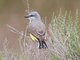 Western Kingbird (Tyrannus verticalis)