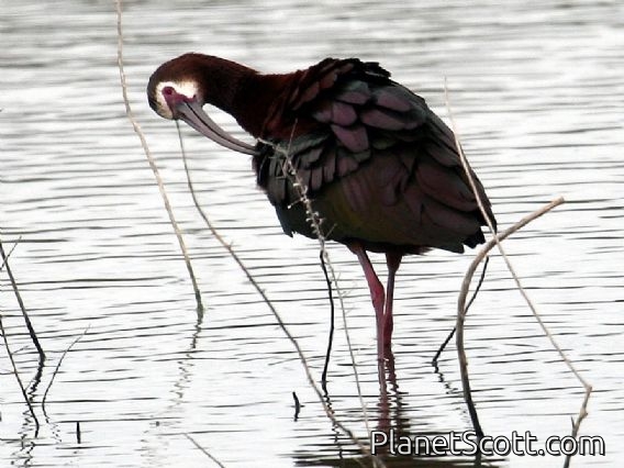 White-faced Ibis (Plegadis chihi) Adult Breeding