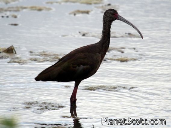 White-faced Ibis (Plegadis chihi) 1st Summer