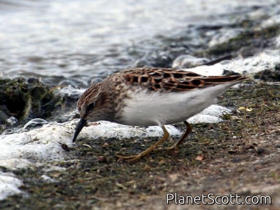 Least Sandpiper (Calidris minutilla) April