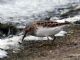 Least Sandpiper (Calidris minutilla) April 
