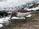 Least Sandpiper (Calidris minutilla) April