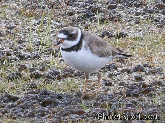 Semipalmated Plover (Charadrius semipalmatus)