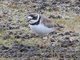 Semipalmated Plover (Charadrius semipalmatus)