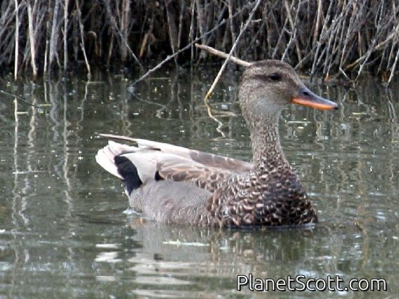 Gadwall (Mareca strepera)