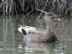 Gadwall (Mareca strepera) 