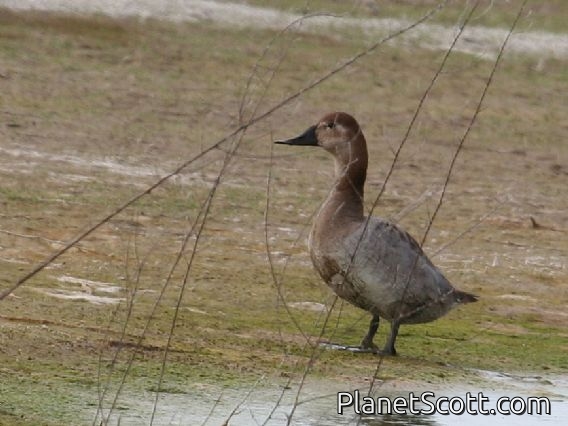 Canvasback (Aythya valisineria) Female