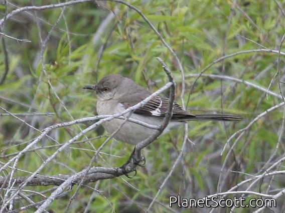 Northern Mockingbird (Mimus polyglottos)