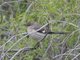 Northern Mockingbird (Mimus polyglottos)