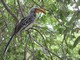 Yellow-Billed Hornbill, Botswana