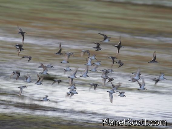 Western Sandpiper (Calidris mauri)