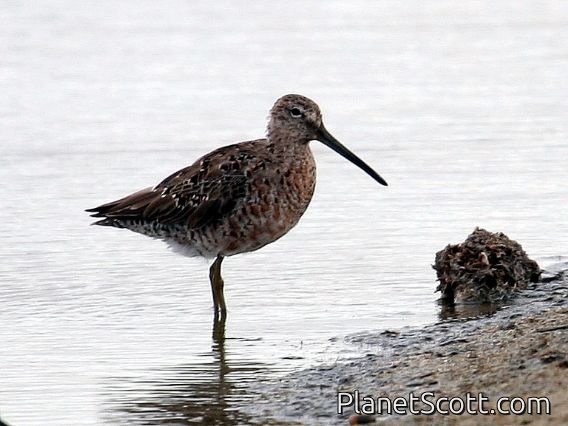Long-billed Dowitcher (Limnodromus scolopaceus) Breeding