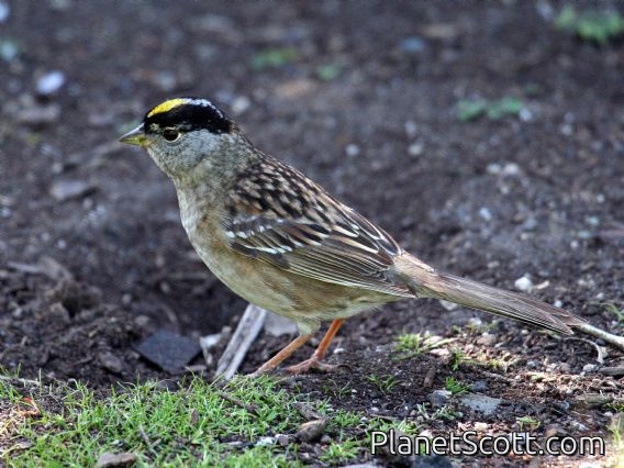 Golden-crowned Sparrow (Zonotrichia atricapilla) Male Breeding