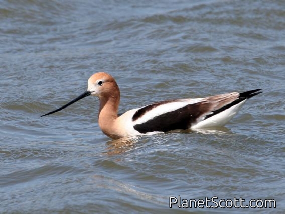 American Avocet (Recurvirostra americana)