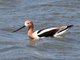 American Avocet (Recurvirostra americana)