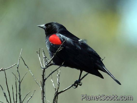 Red-winged Blackbird (Agelaius phoeniceus) Male Bicolor