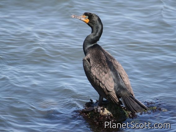 Double-crested Cormorant (Phalacrocorax auritus)