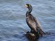 Double-crested Cormorant (Phalacrocorax auritus)