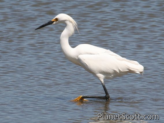 Snowy Egret (Egretta thula)
