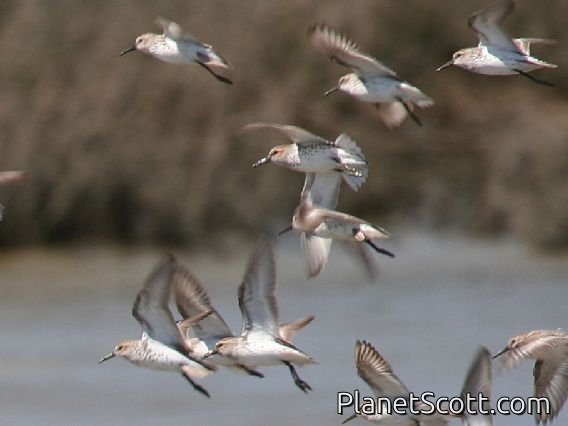 Western Sandpiper (Calidris mauri)