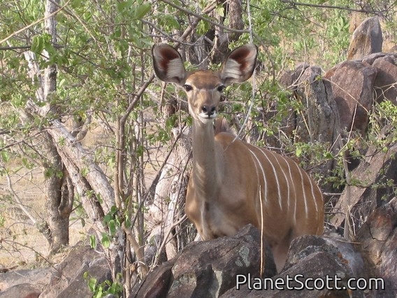 Greater Kudu, Botswana