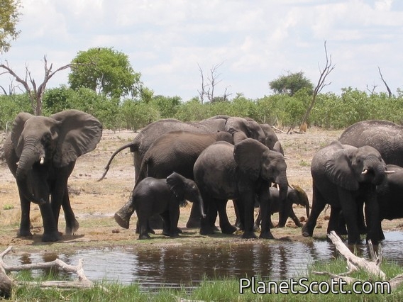 Images for Botswana