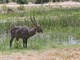 Waterbuck, Botswana