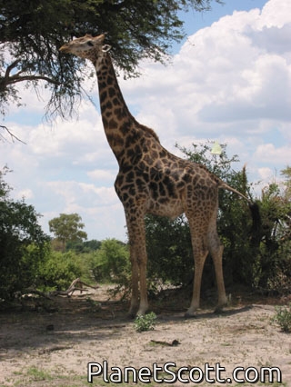 Southern Giraffe (Giraffa giraffa)