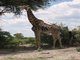 Southern Giraffe (Giraffa giraffa)