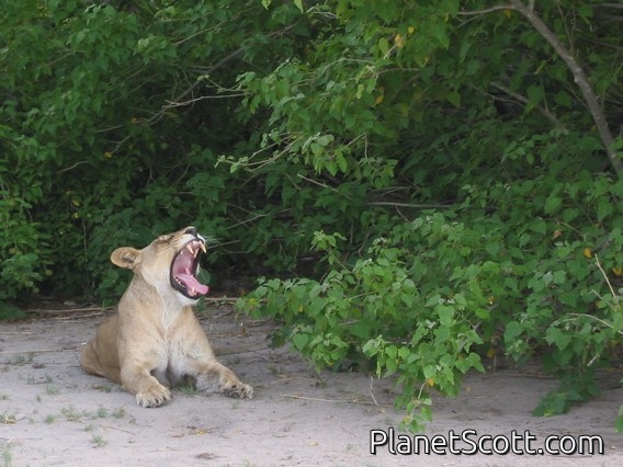 Lioness, Botswana