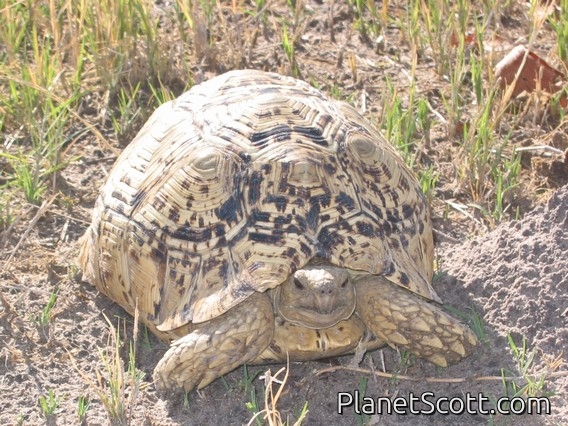 Leopard Tortoise, Botswana