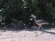 Kori Bustard, Botswana