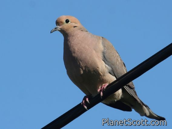 Mourning Dove (Zenaida macroura)
