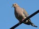 Mourning Dove (Zenaida macroura)
