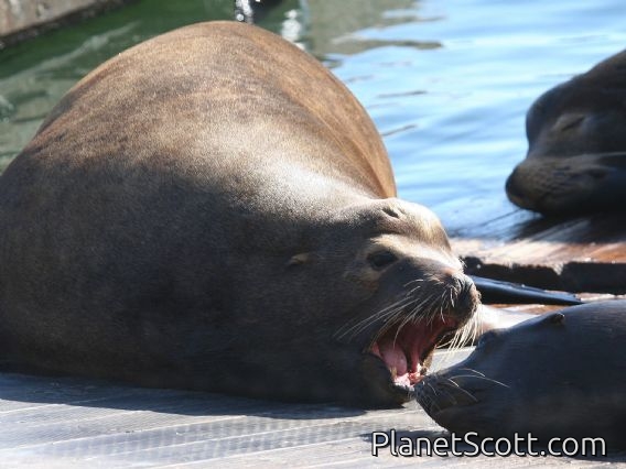 California sea lion (Zalophus californianus) Males