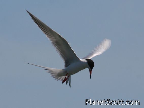 Forster's Tern (Sterna forsteri)