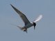 Forster's Tern (Sterna forsteri)