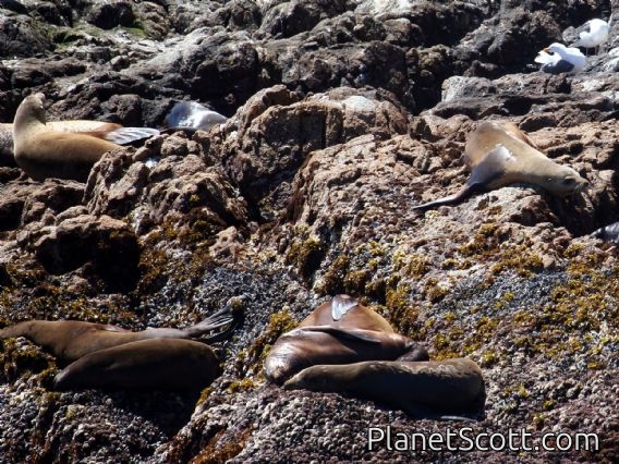 California sea lion (Zalophus californianus)