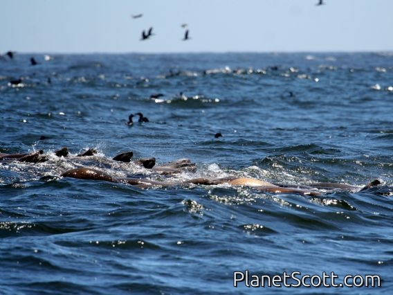California sea lion (Zalophus californianus) Young Males