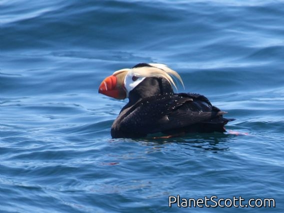 Tufted Puffin (Fratercula cirrhata)