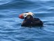 Tufted Puffin (Fratercula cirrhata)